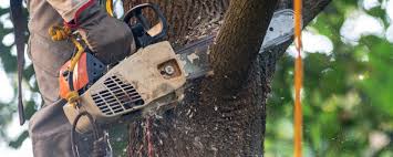 How Our Tree Care Process Works  in  Sanibel, FL