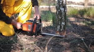 Reliable Sanibel, FL Tree Care Solutions